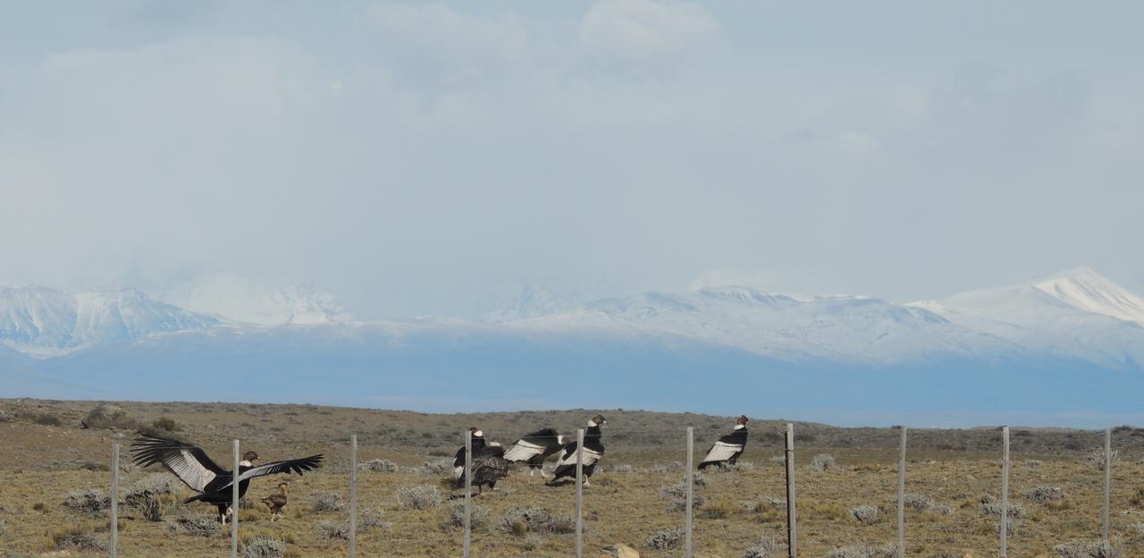 Complejo "Nahuel Pan " Vila El Chaltén Exterior foto